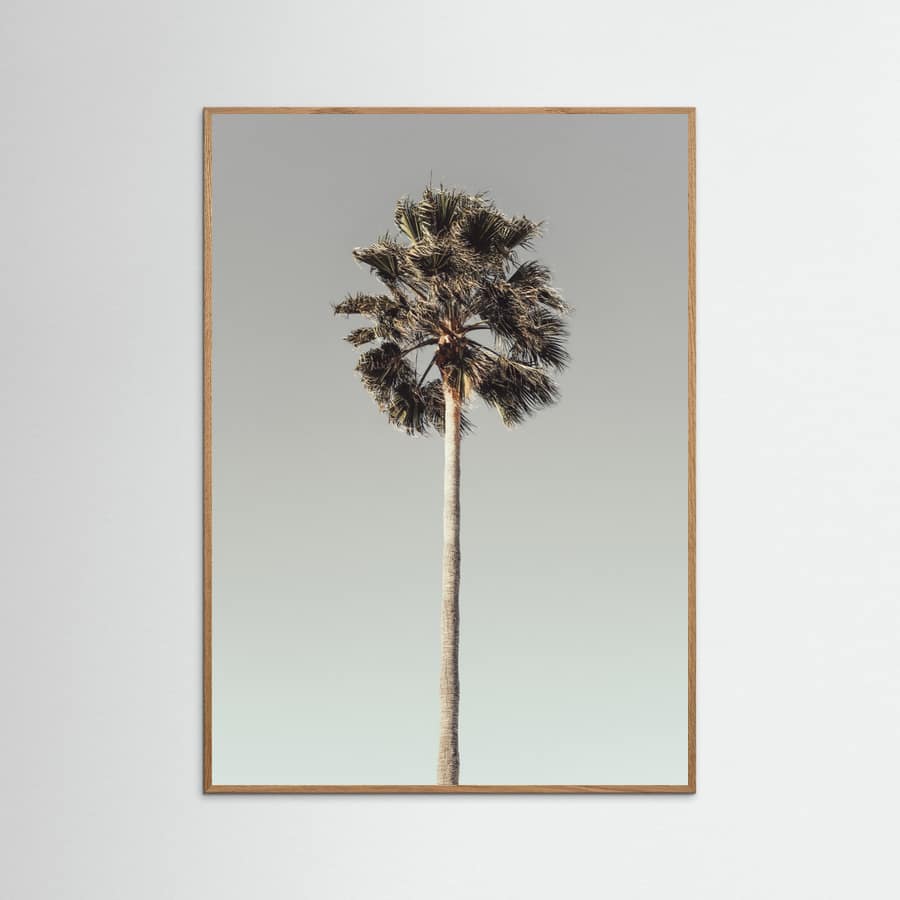 Póster Palm_001 – póster e impresión artística