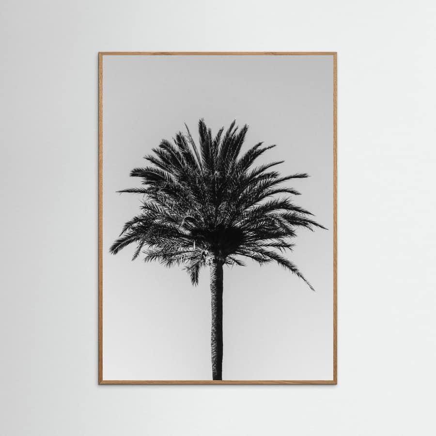 Palm_003 Poster