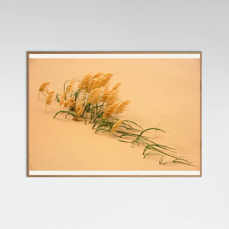 Pampas Grass in Sand Dune Poster