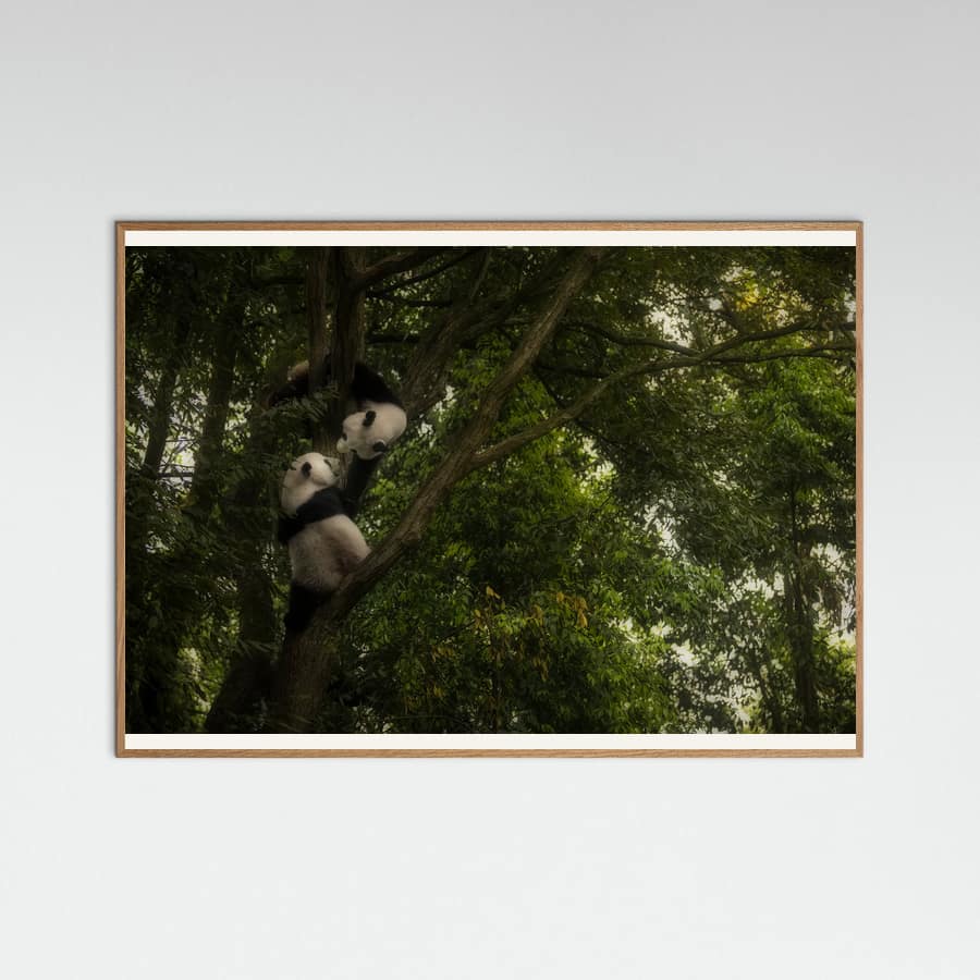 Plakat Panda – plakat i druk artystyczny