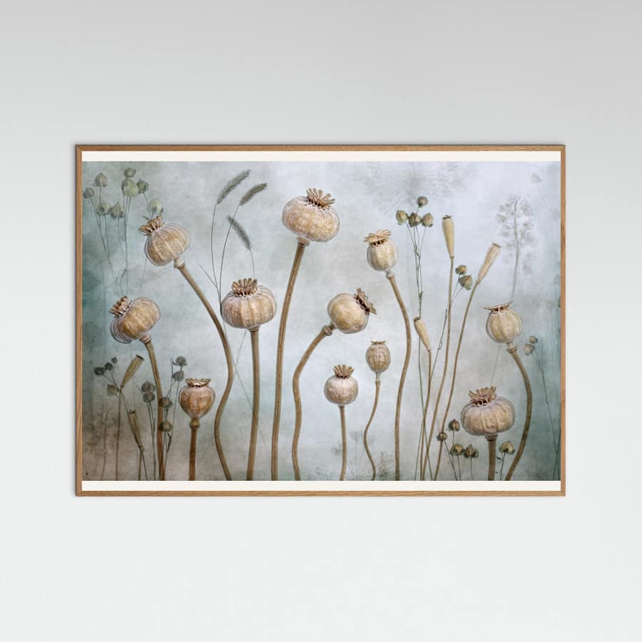 Papaver Poster – plakat og kunsttryk