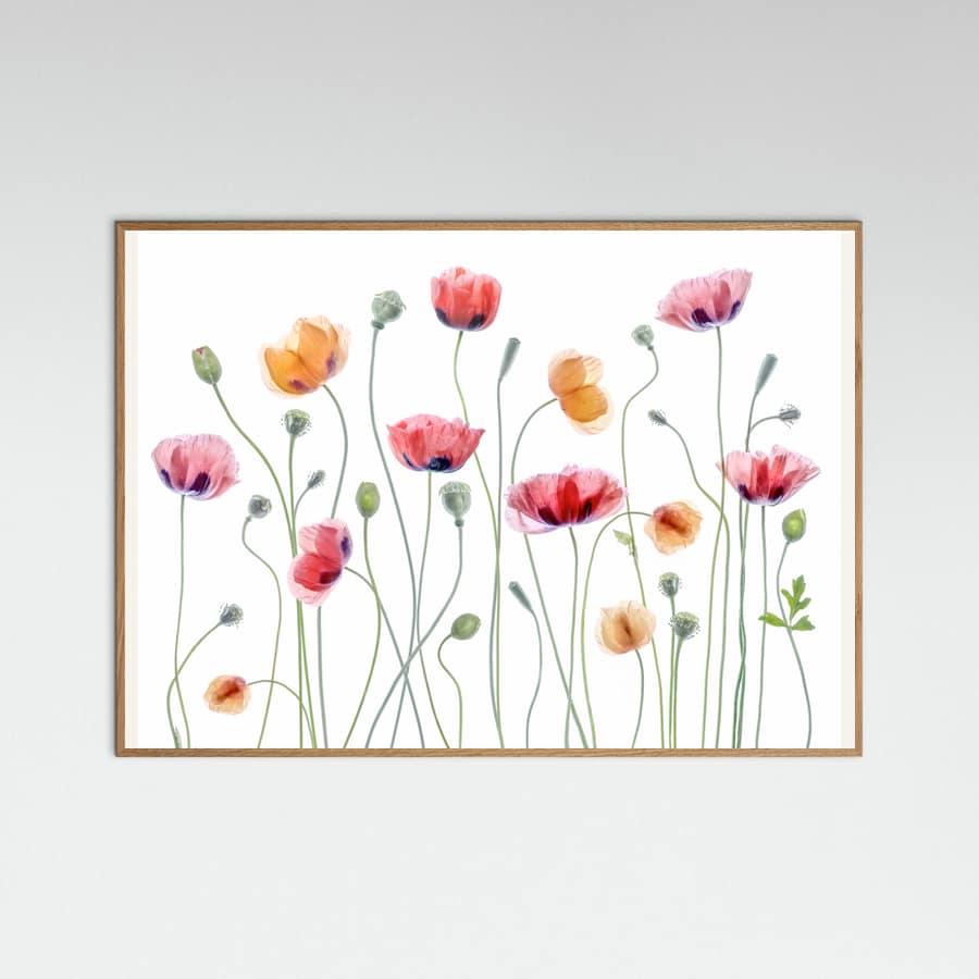 Póster Papaver party