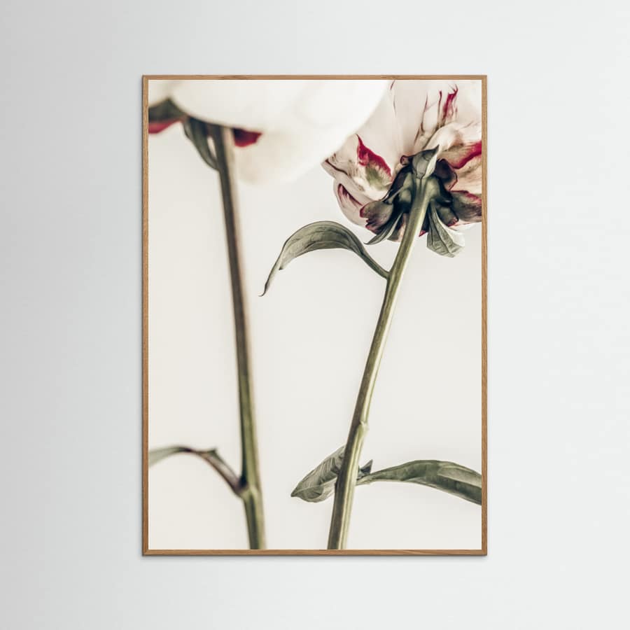 Affiche Peony 01