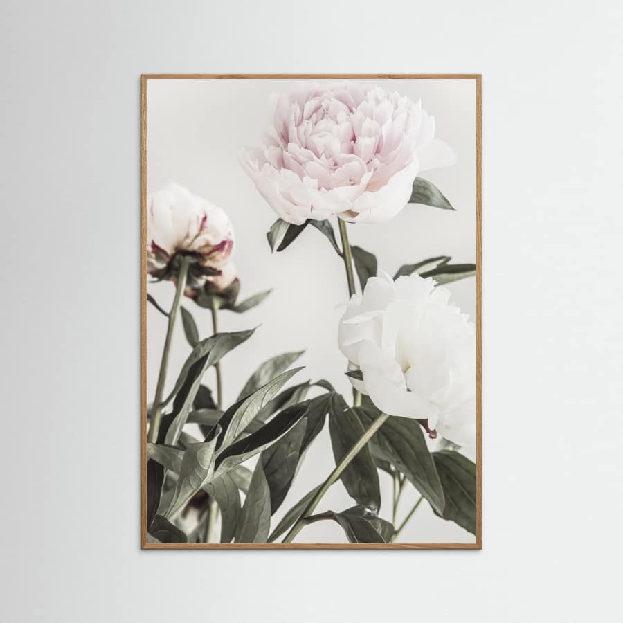 Póster Peony 04 – póster e impresión artística