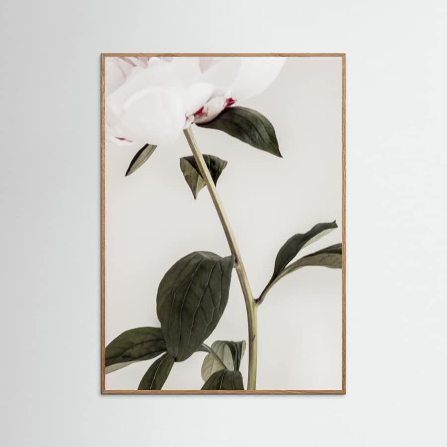 Póster Peony 09