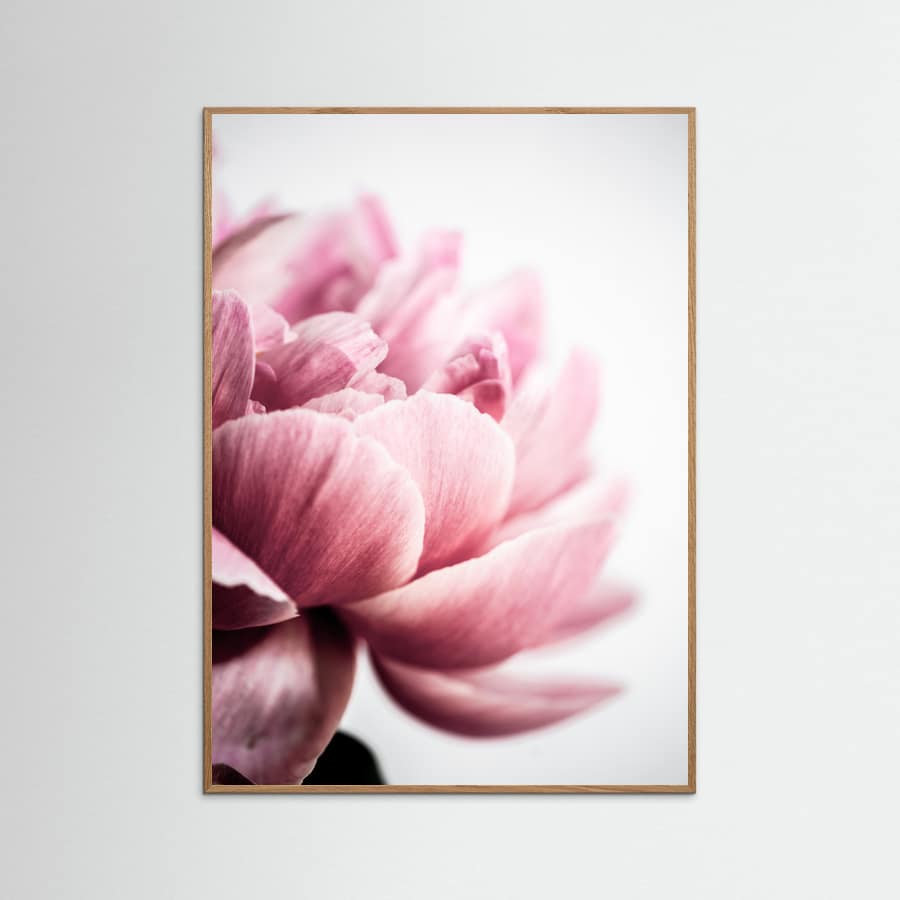 Poster Peony 1 – poster e stampa artistica