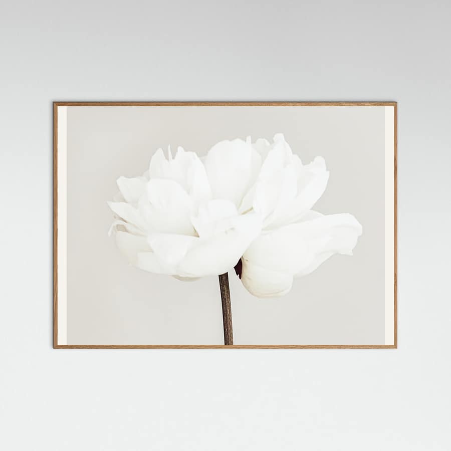 Póster Peony 11 – póster e impresión artística
