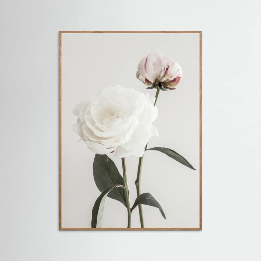 Póster Peony 12 – póster e impresión artística