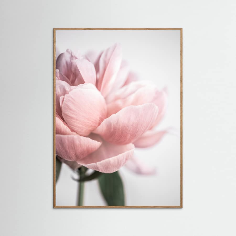 Peony 3 Poster – poster and art print