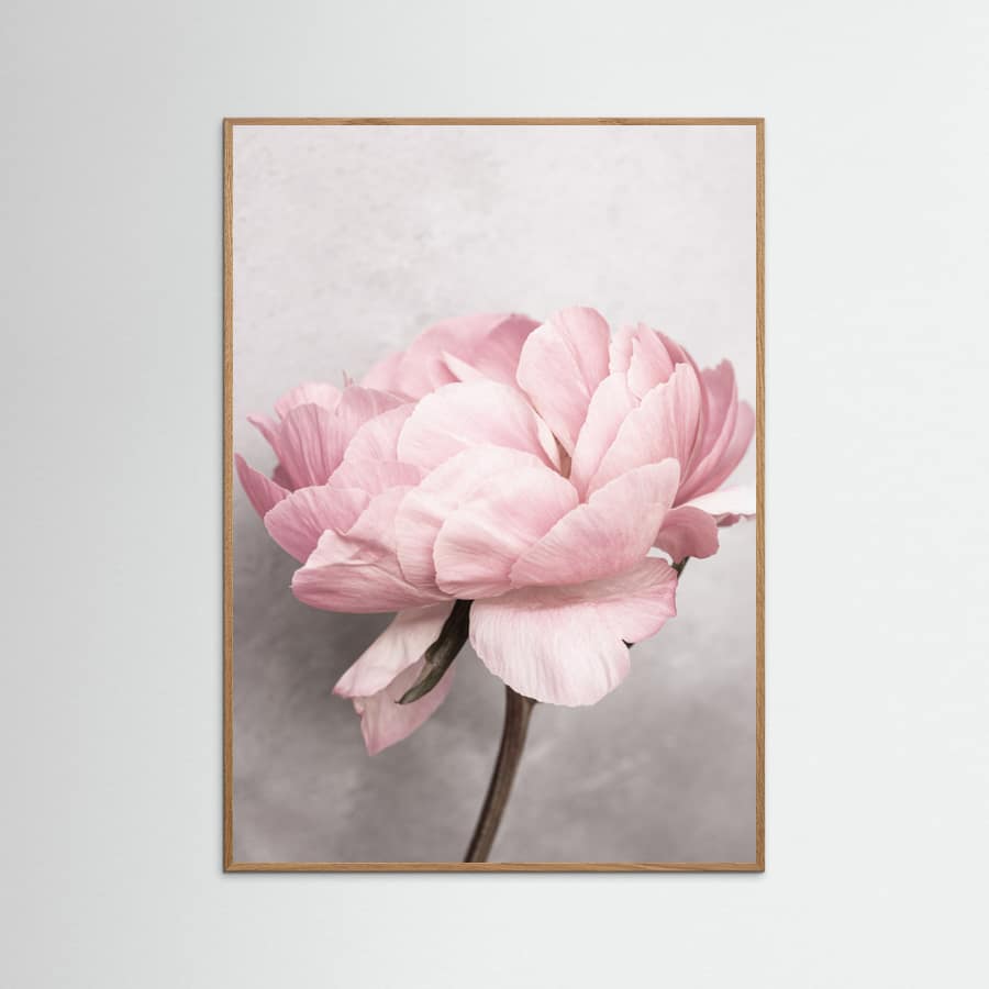Peony Poster – poster and art print