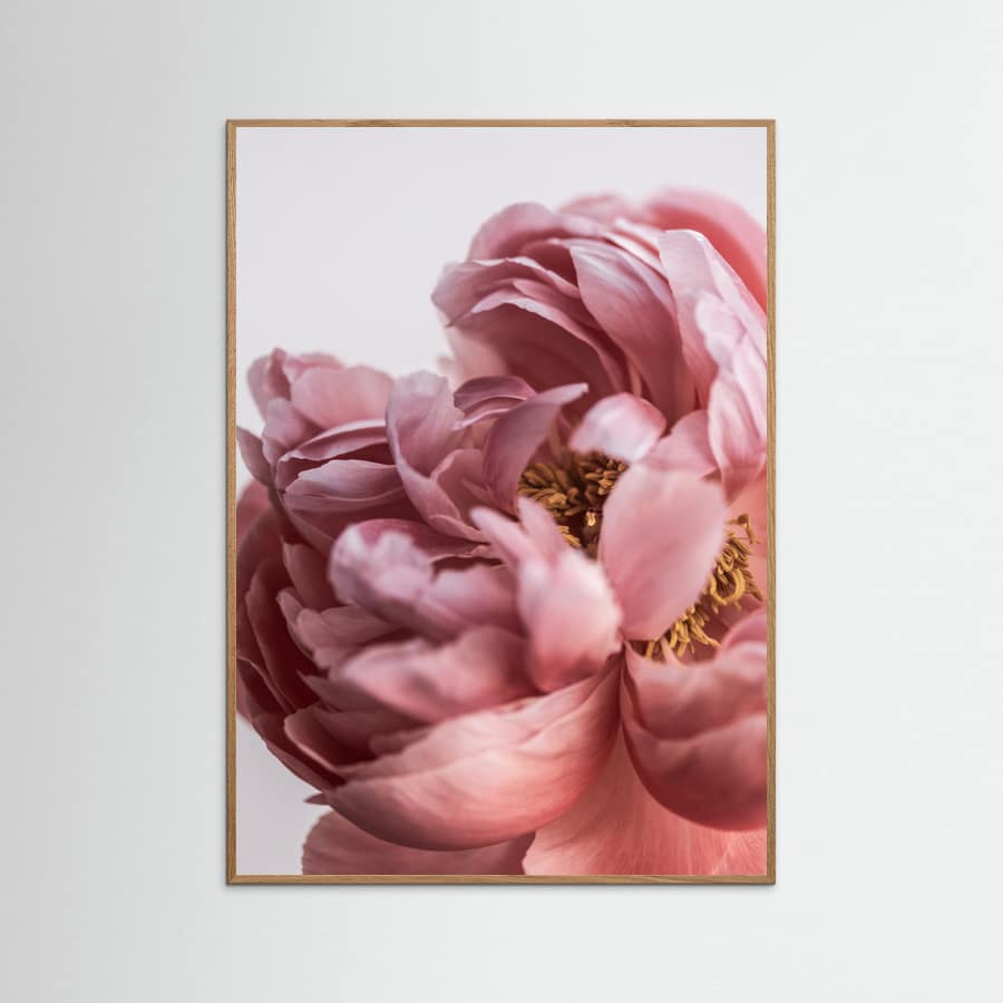 Póster Peony