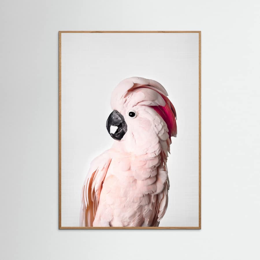 Pink Cockatoo Poster – poster and art print
