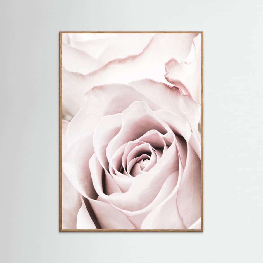 Pink Rose No 05 Poster – plakat og kunsttryk
