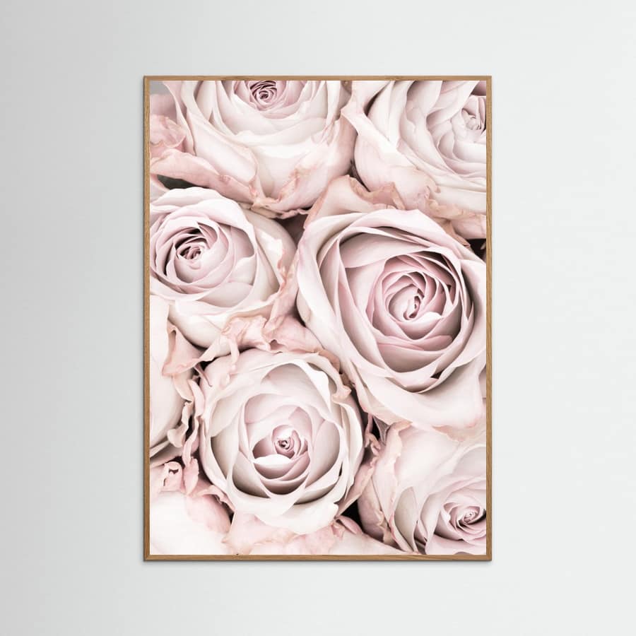 Poster Pink Roses No 01