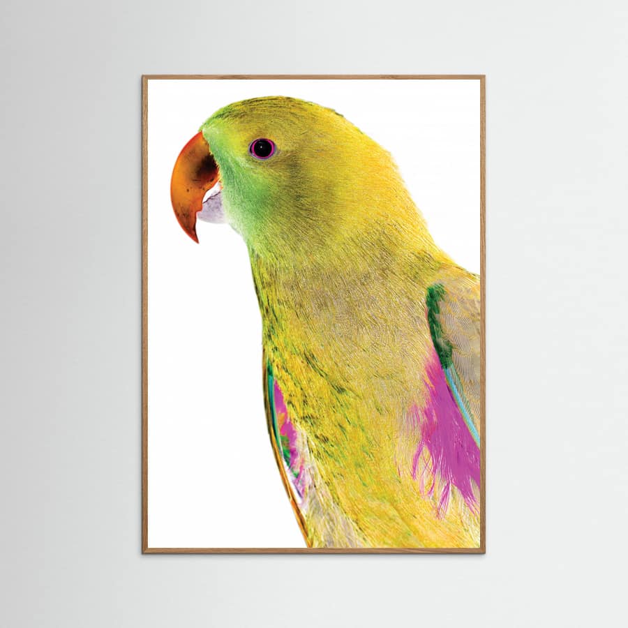 Poster Polly