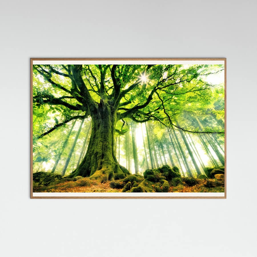 Ponthus' Beech Poster – plakat og kunsttryk