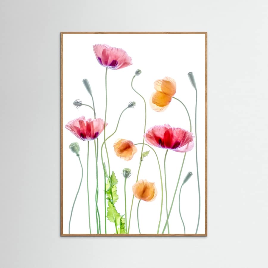 Poppies Poster – poster and art print