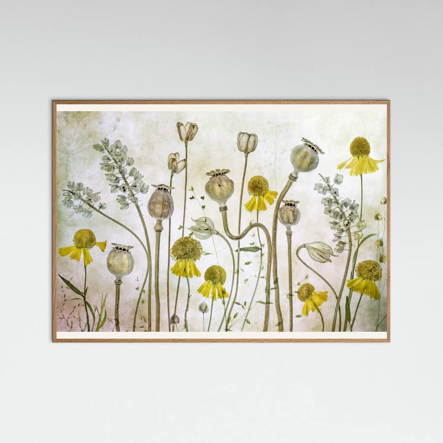 Poppies and Helenium Poster