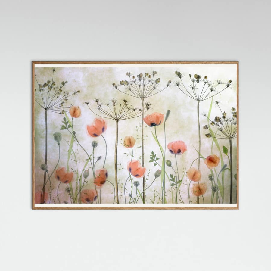 Póster Poppy Meadow