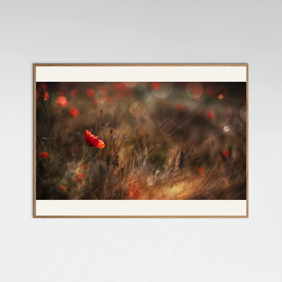 Plakat Poppy – plakat i druk artystyczny