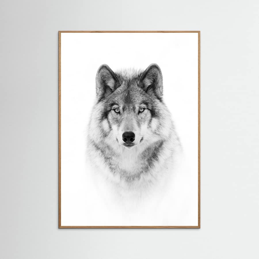 Portrait of a Timber Wolf Poster – Poster und Kunstdruck