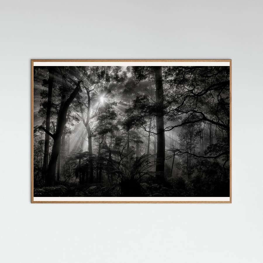 Plakat Primary forest