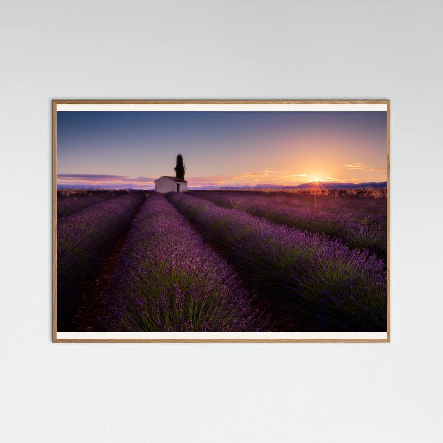 Provence Lavender Poster – poster and art print