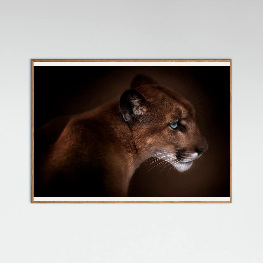 Puma Poster – Poster und Kunstdruck