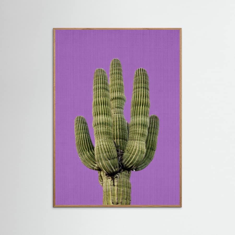 Poster Purple Cactus
