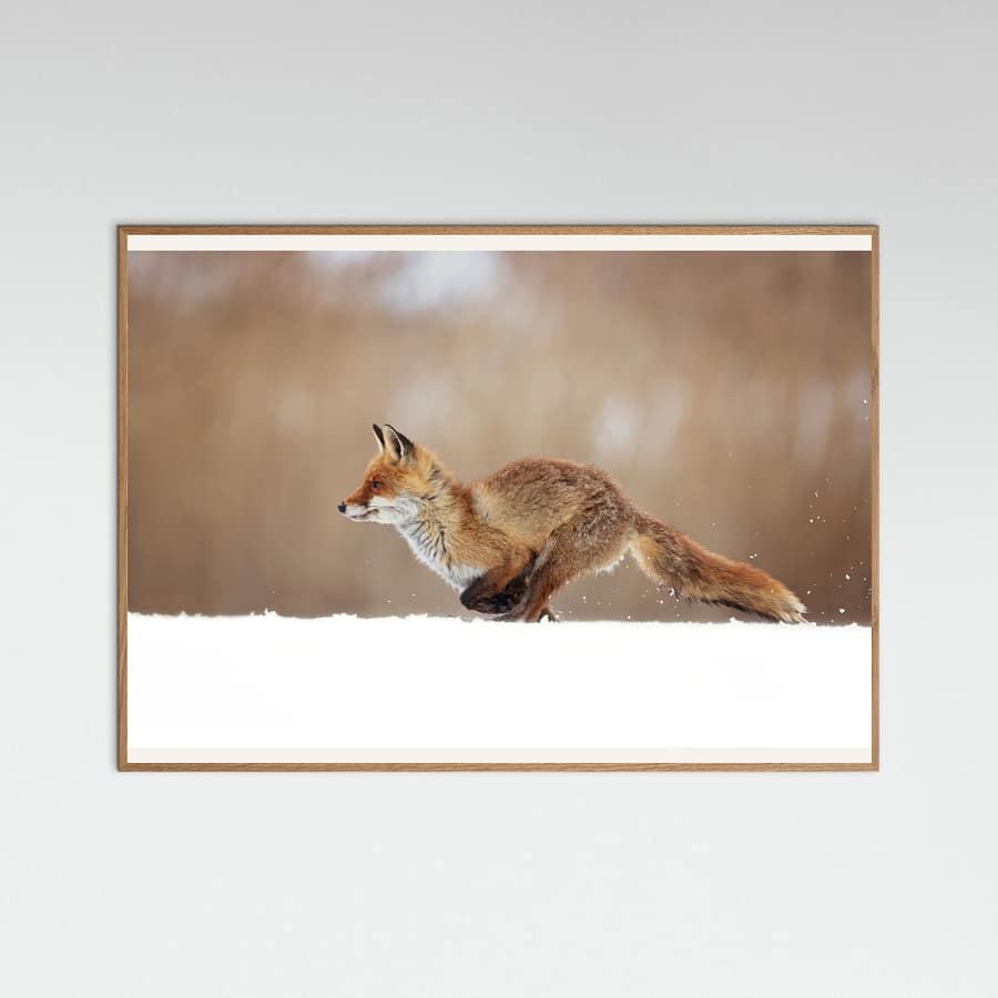 Plakat Red Fox – plakat i druk artystyczny