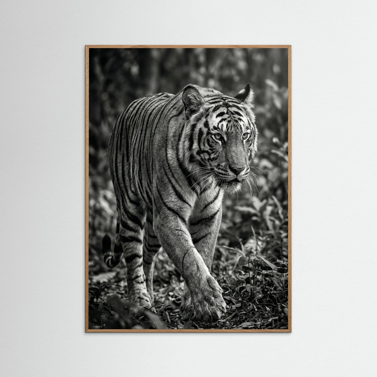 Oak Nature Regal Gaze