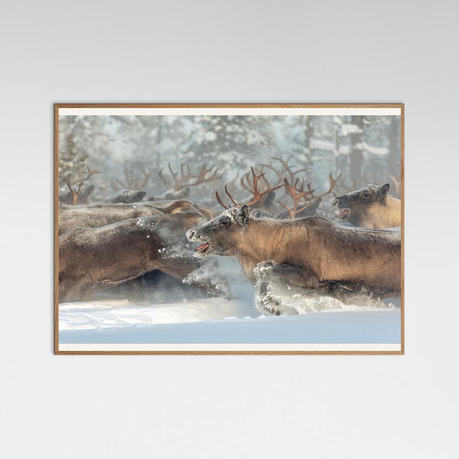 Póster Reindeers III