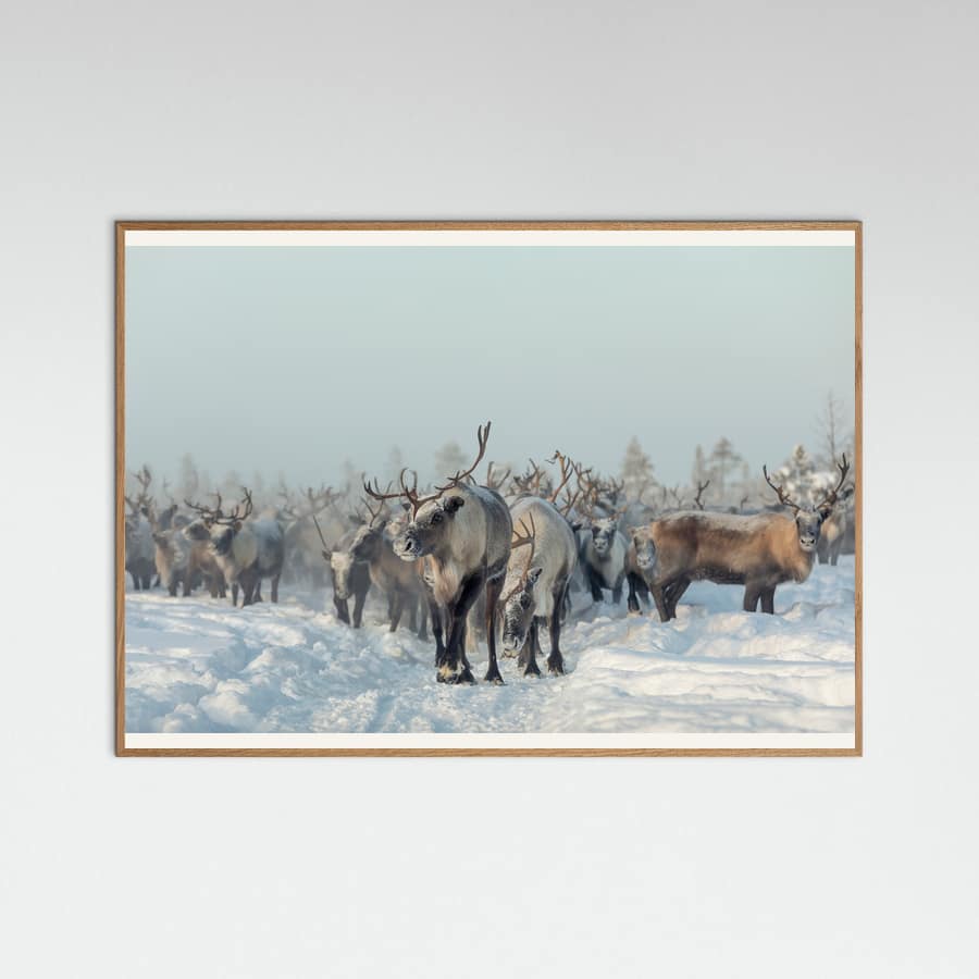 Reindeers Poster – plakat og kunsttryk