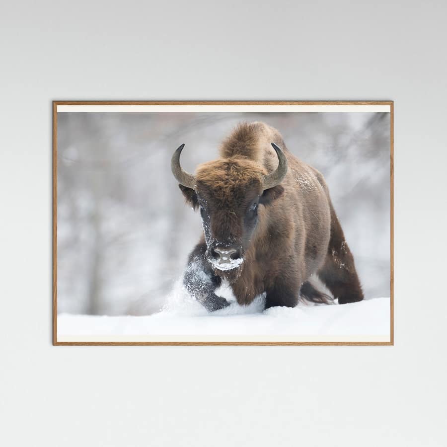 Rewilded Poster – poster and art print