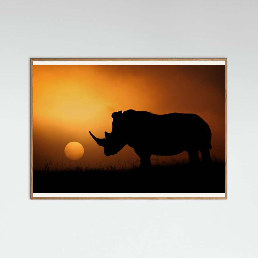Plakat Rhino Sunrise – plakat i druk artystyczny