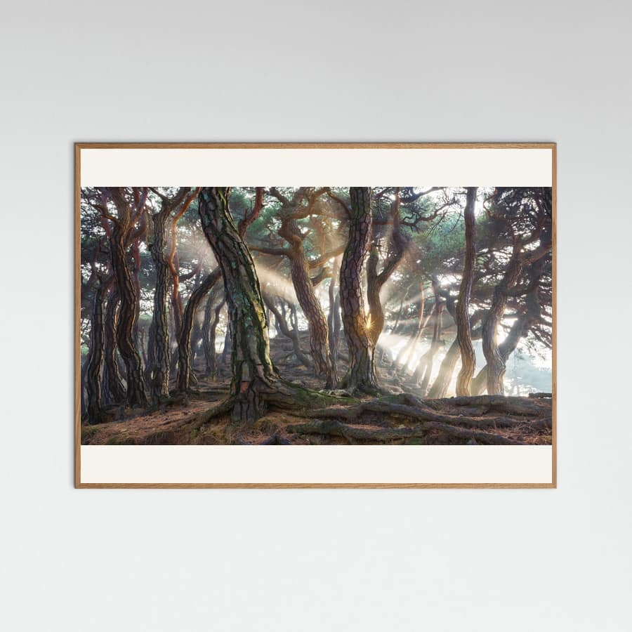 Plakat Sacred Pine Trees – plakat i druk artystyczny