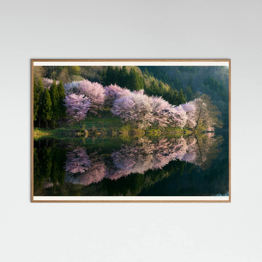 Plakat Sakura – plakat i druk artystyczny