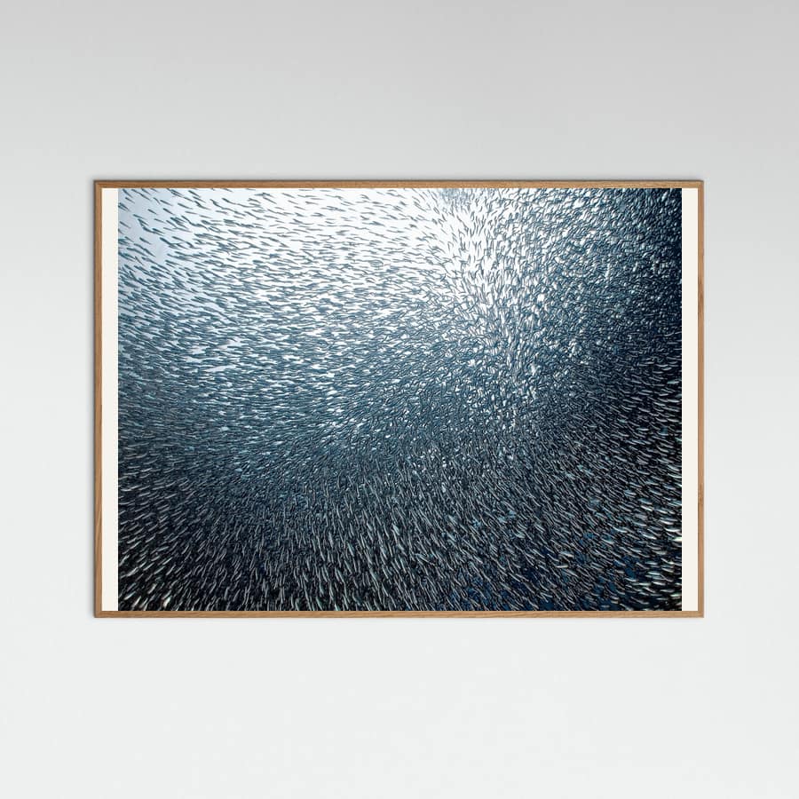 Sardines Firework -juliste