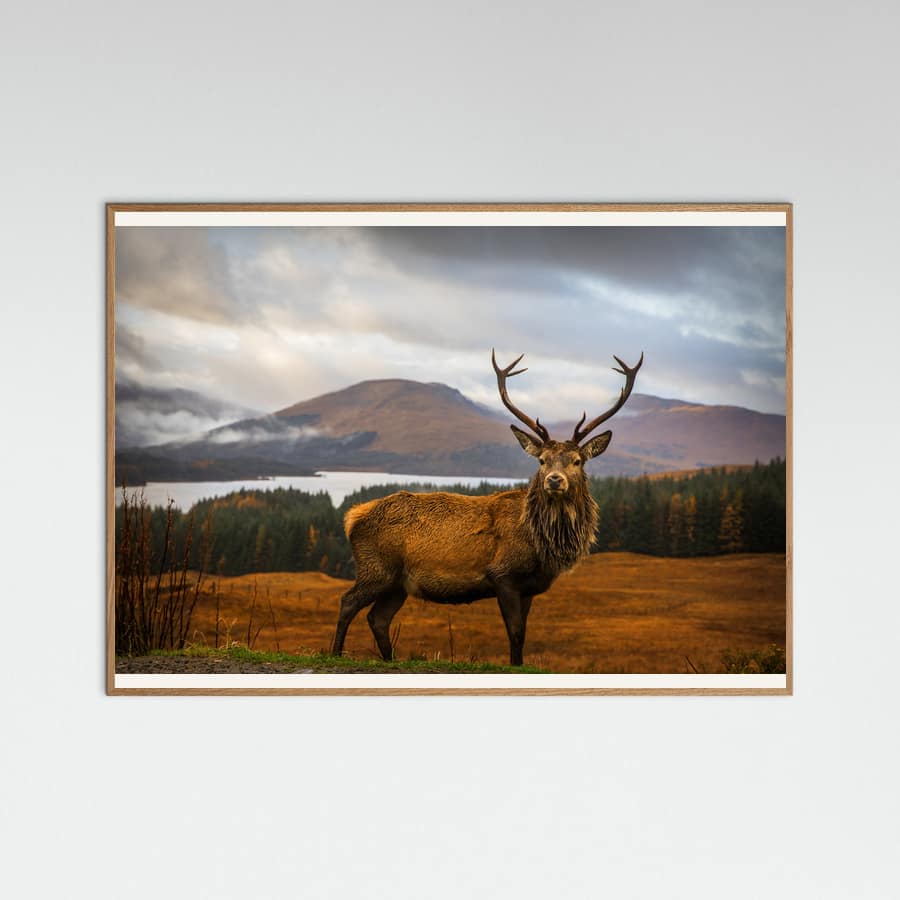 Scottish Stag Poster – plakat og kunsttryk