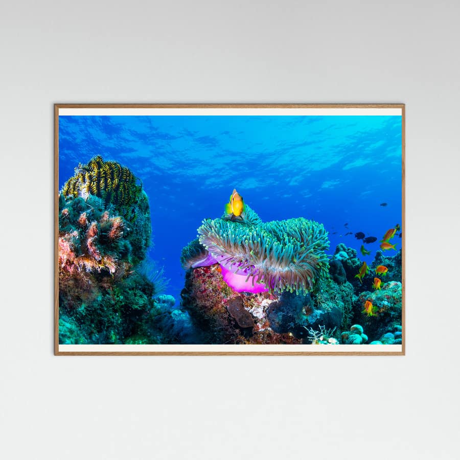 Plakat Sea life – plakat i druk artystyczny