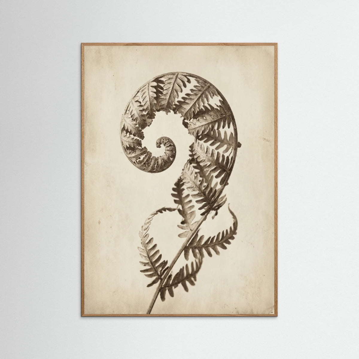 Oak Nature Seed Pod Study