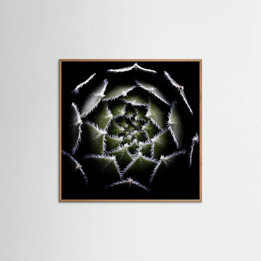 Sempervivum Rosette Poster – poster and art print