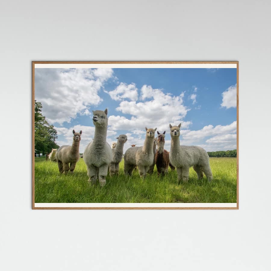 Póster Send in the Alpaca's!