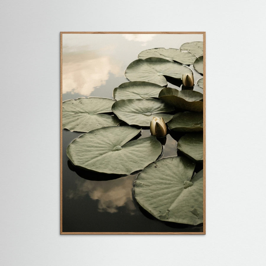 Serene Bloom
