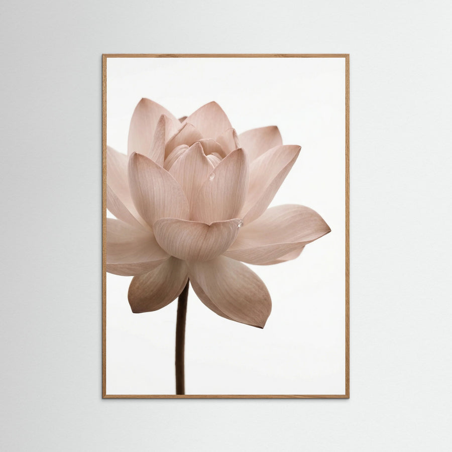 Serene Bloom