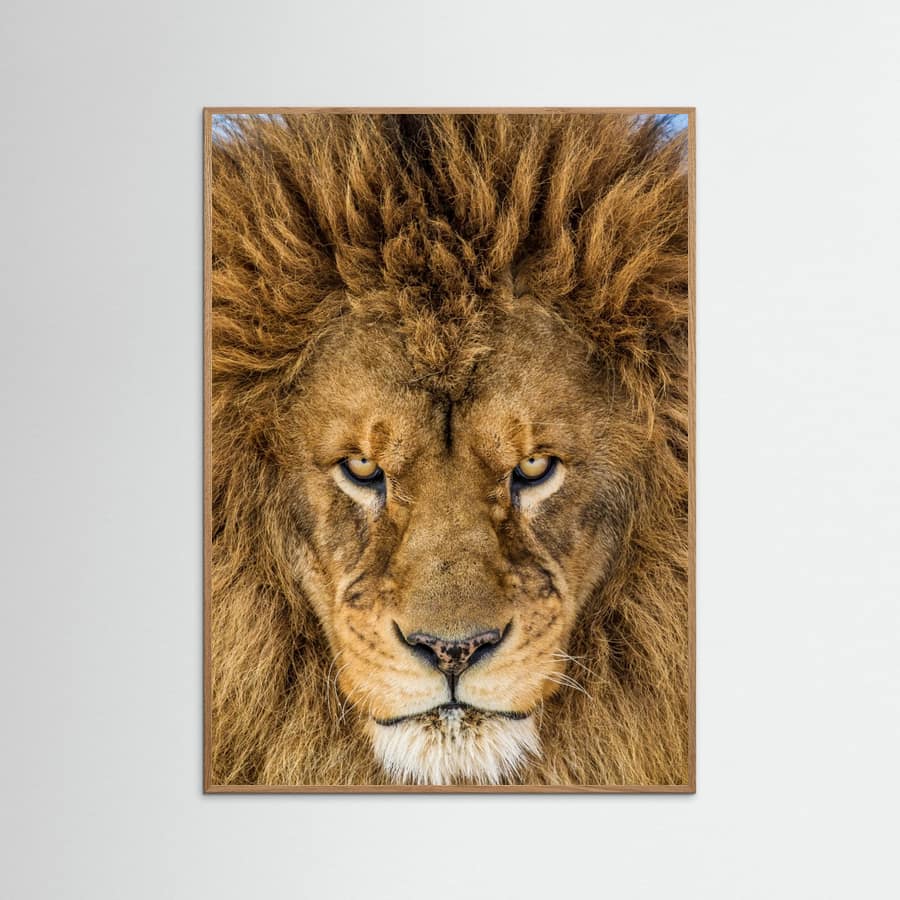 Plakat Serious Lion – plakat i druk artystyczny