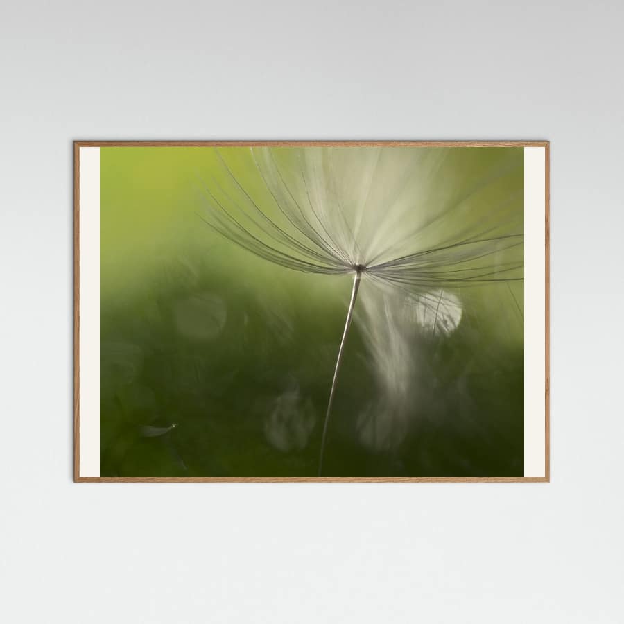 Shadows in the green Poster