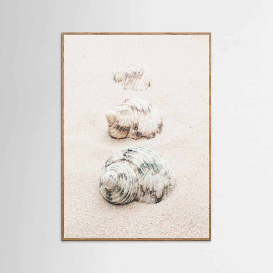 Shells Poster