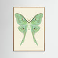 Oak Nature Silk Moth Specimen