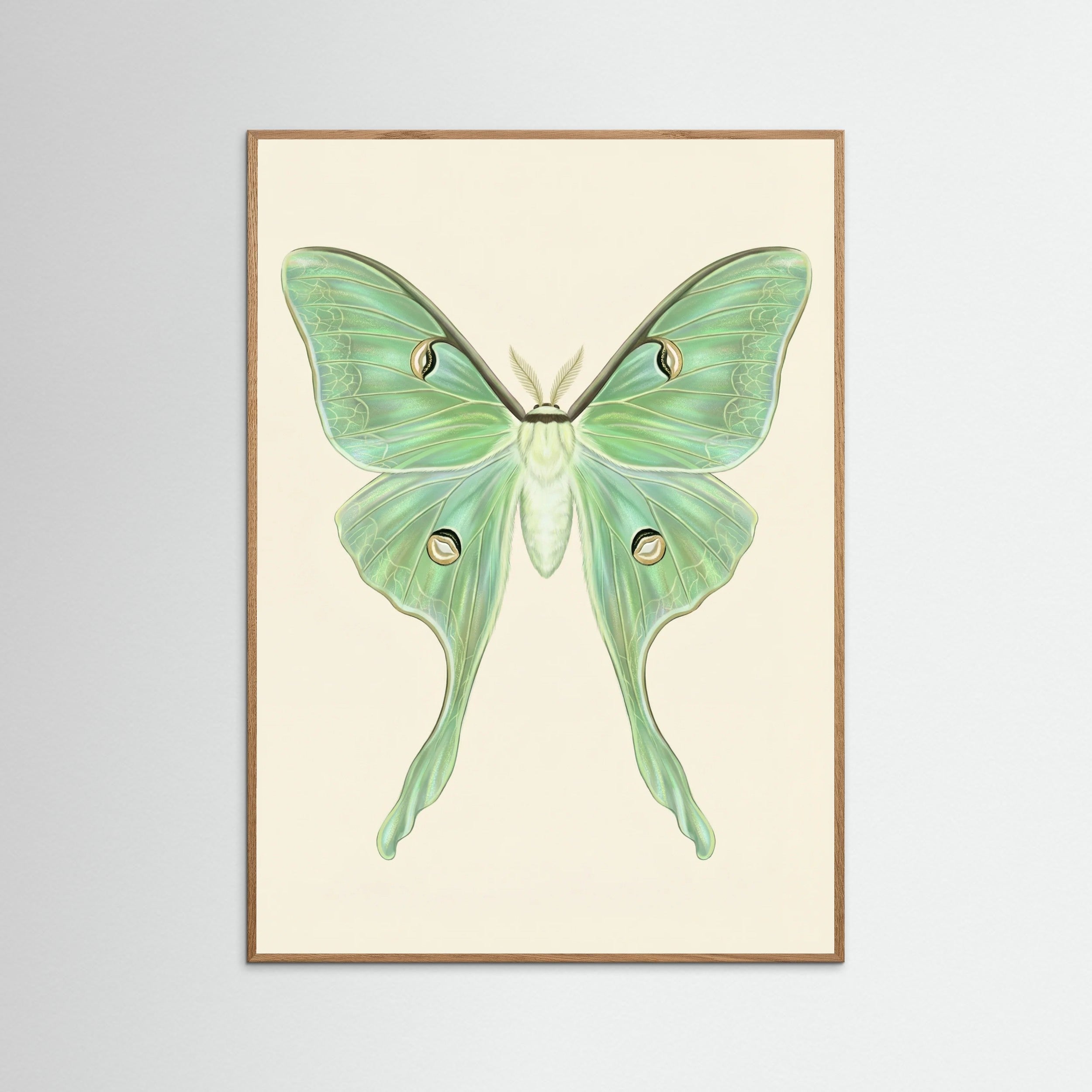 Oak Nature Silk Moth Specimen